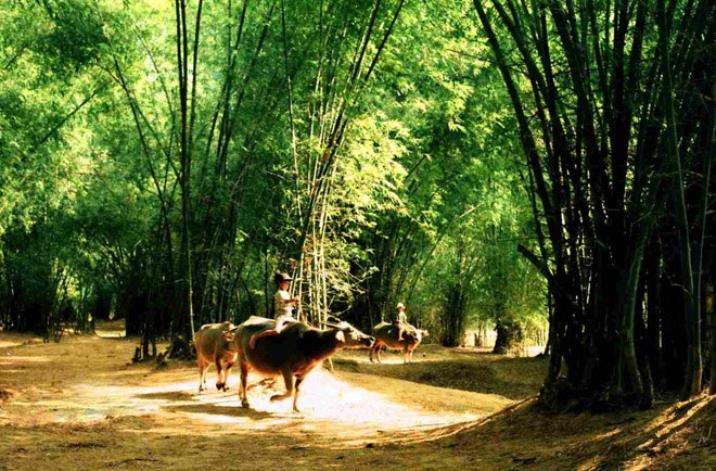 Cây tre hình ảnh quen thuộc của người dân Việt Nam