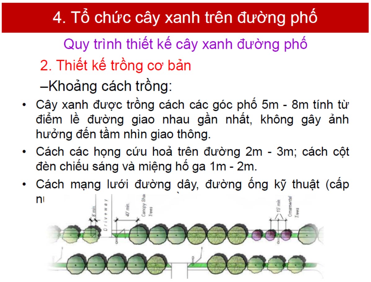 to-chuc-cay-xanh-duong-pho