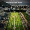 cac-loai-quang-truong